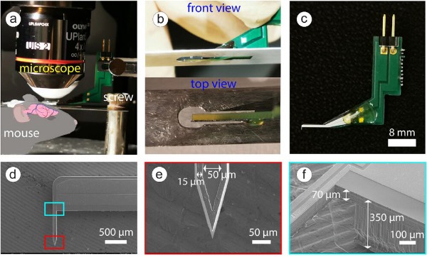 ̽��������̵�ɨ��羵��SEM���͹�ѧ��΢��ͼ��