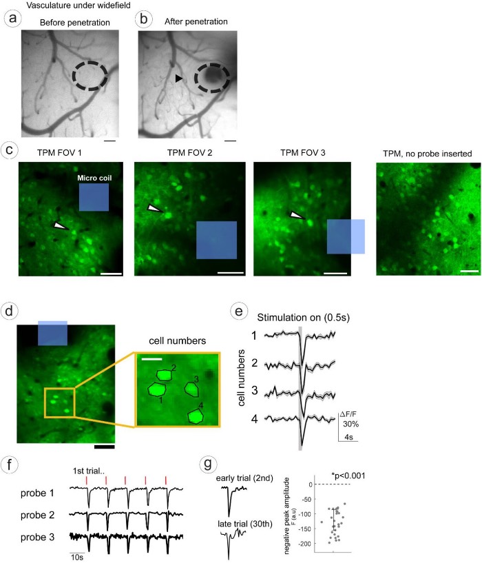 С������˫���ӳ����΢��Ȧ������֤