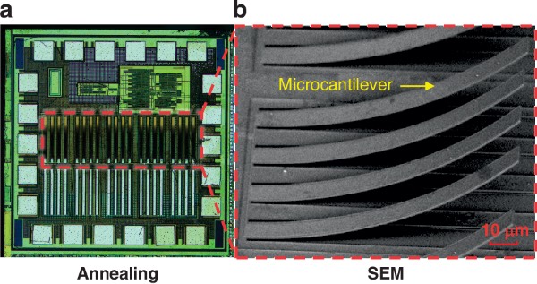 CMOS-MEMS单片集成传感系统的芯片及微悬臂梁阵列图示
