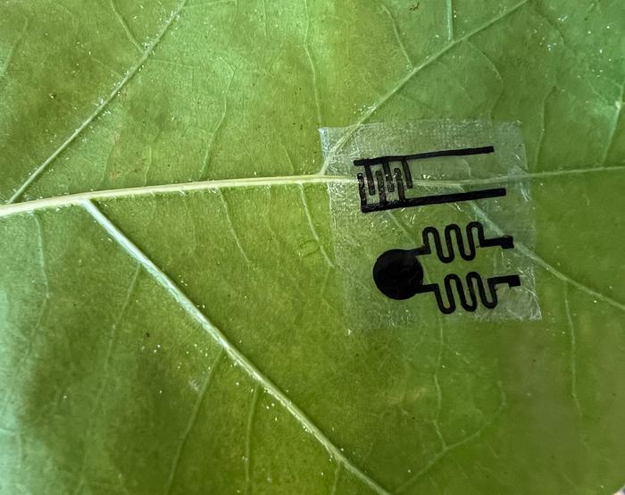 自供能可穿戴传感器让植物轻松监测自身健康状况